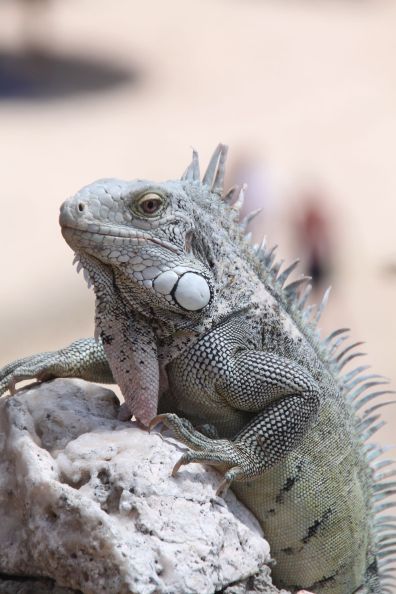 Iguana Leguan